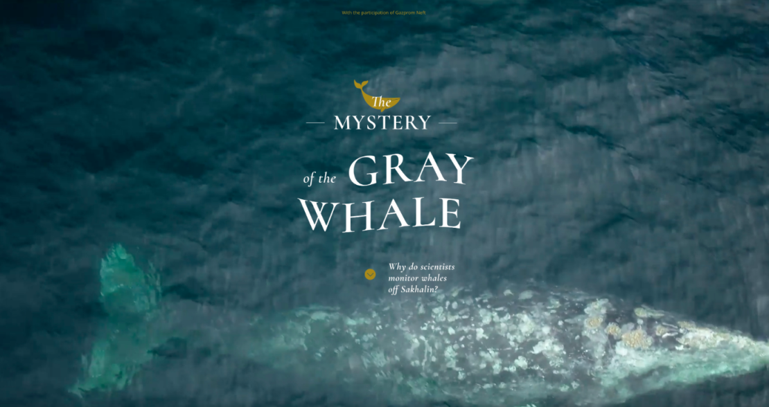 The mystery of the gray whale